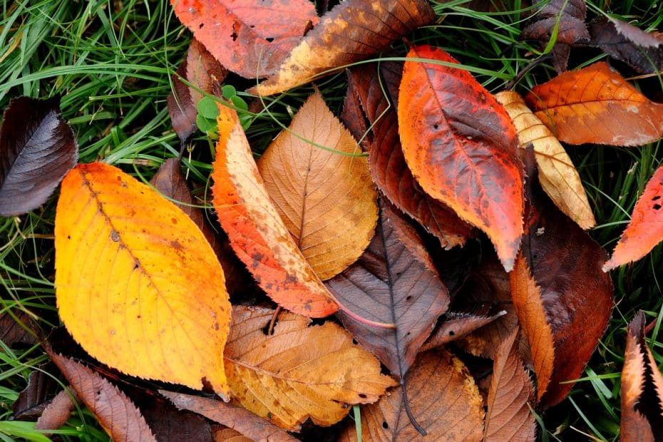 Feuilles mortes d'arbre