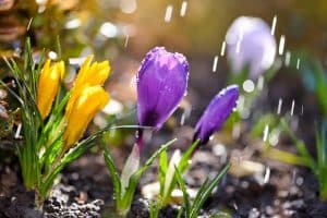 Des fleurs de crocus bien colorées