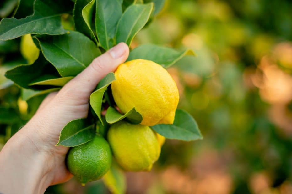 Fruits de citronnier jaune et vert