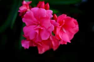 Laurier-rose en fleur