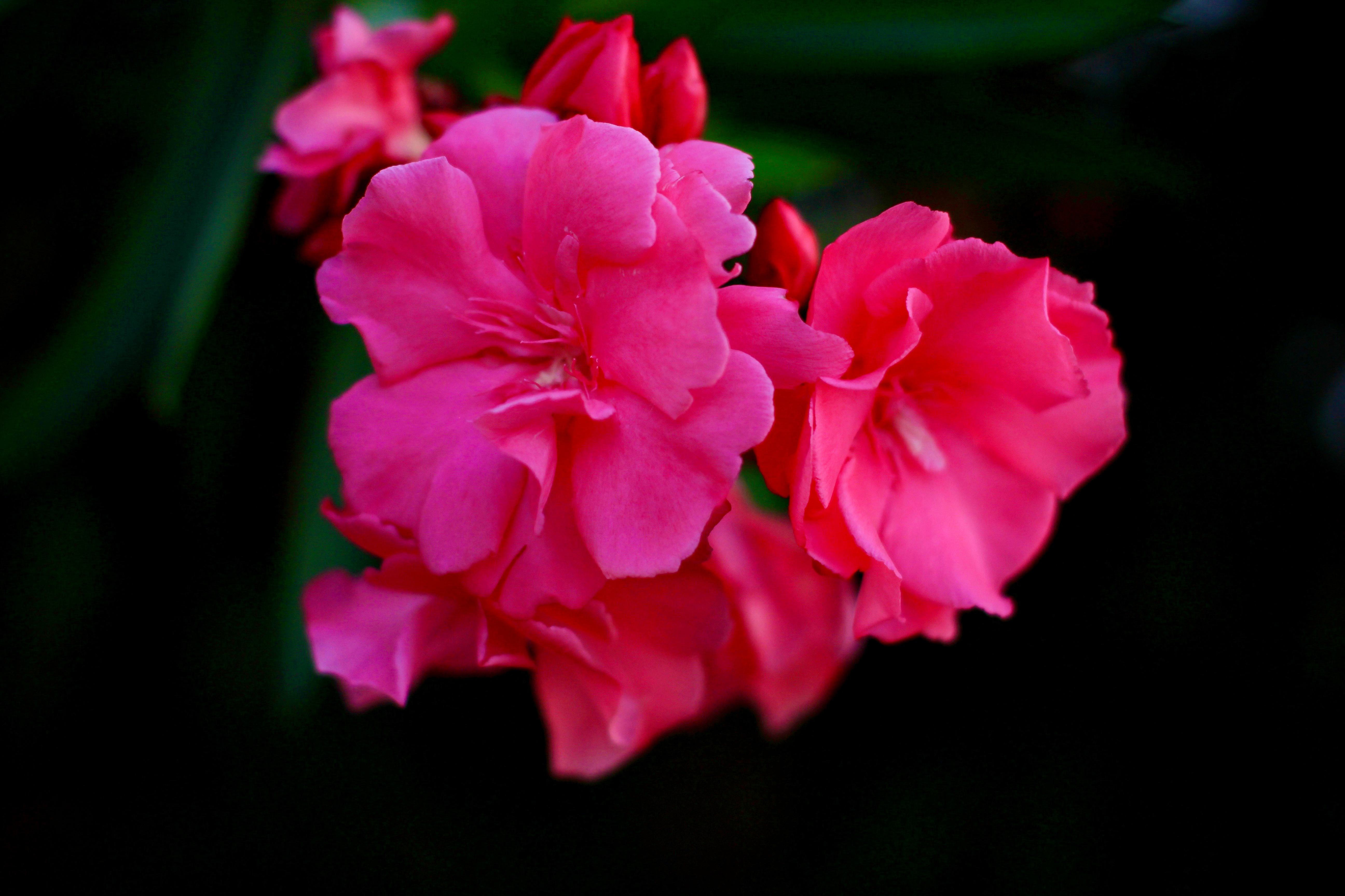 Laurier-rose en fleur
