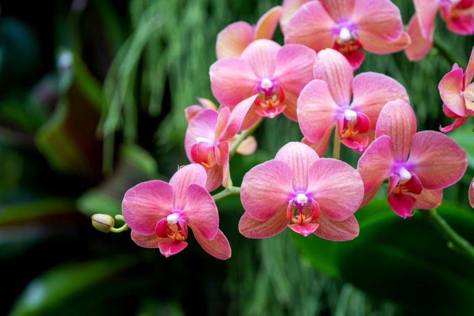 Belles fleurs d'Orchidées