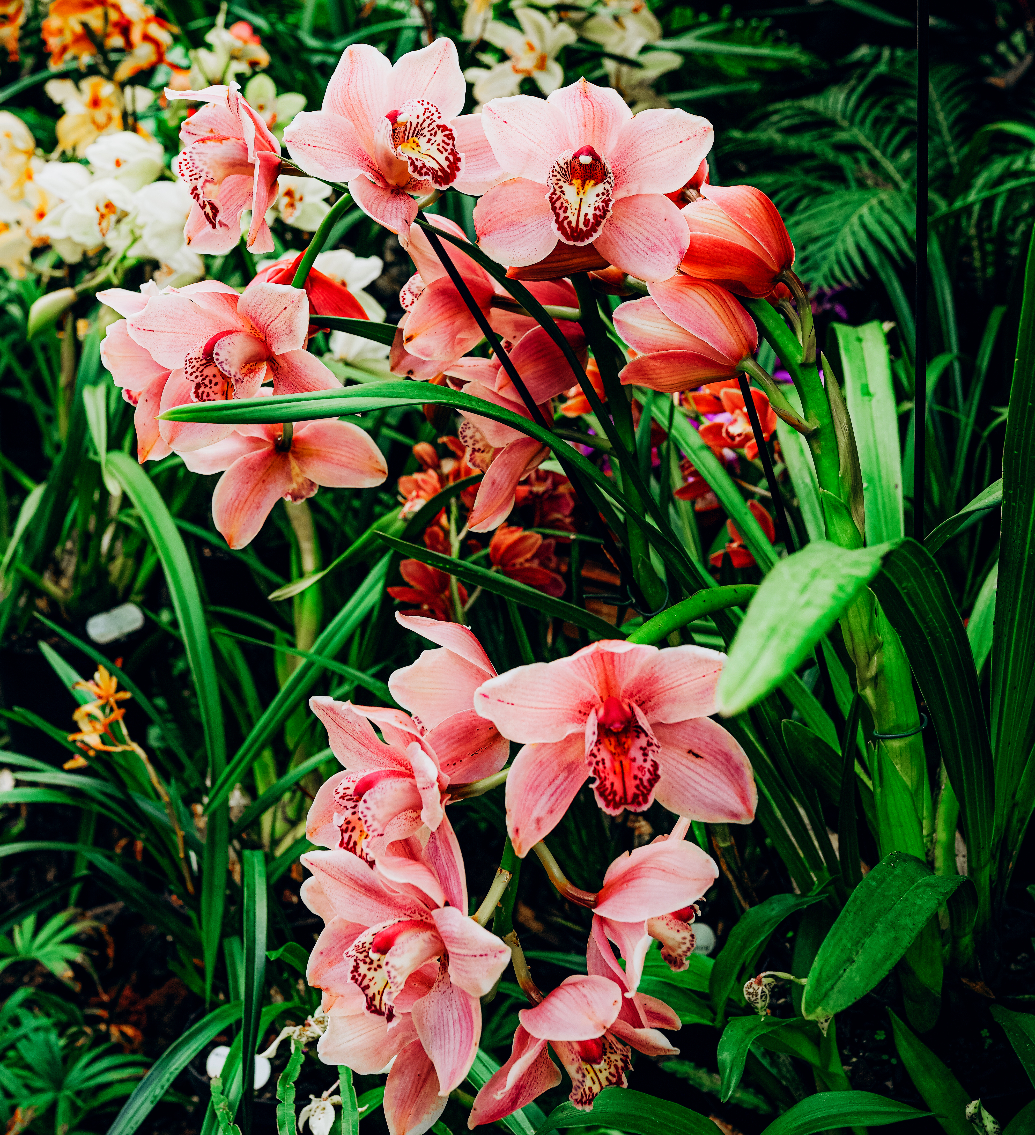 Orchidées dans le jardin botanique