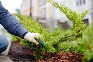 Paillage avec des plants