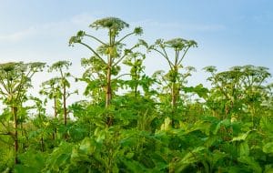 Plantes toxiques Berce du Caucase