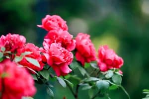 Belles fleurs de rosier rose au jardin