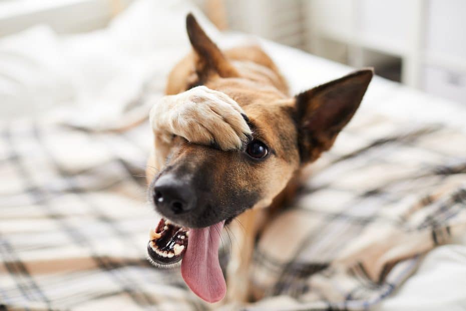 Un chien géné de rapporter des puces de lit