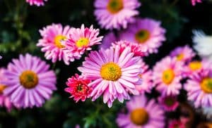 Chrysanthèmes roses au jardin