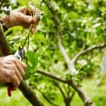 Homme élaguant des arbres fruitiers
