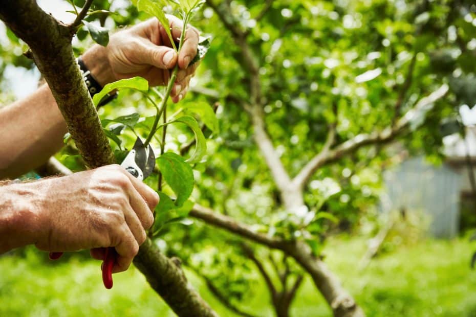 Homme élaguant des arbres fruitiers