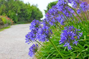 Agapanthes