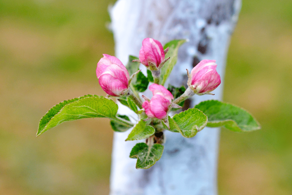 Arbre avec bouillie bordelaise