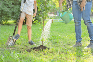 Arrosage arbre transplanté