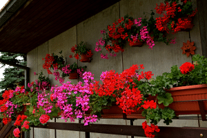 Belles fleurs de géraniums au balcon