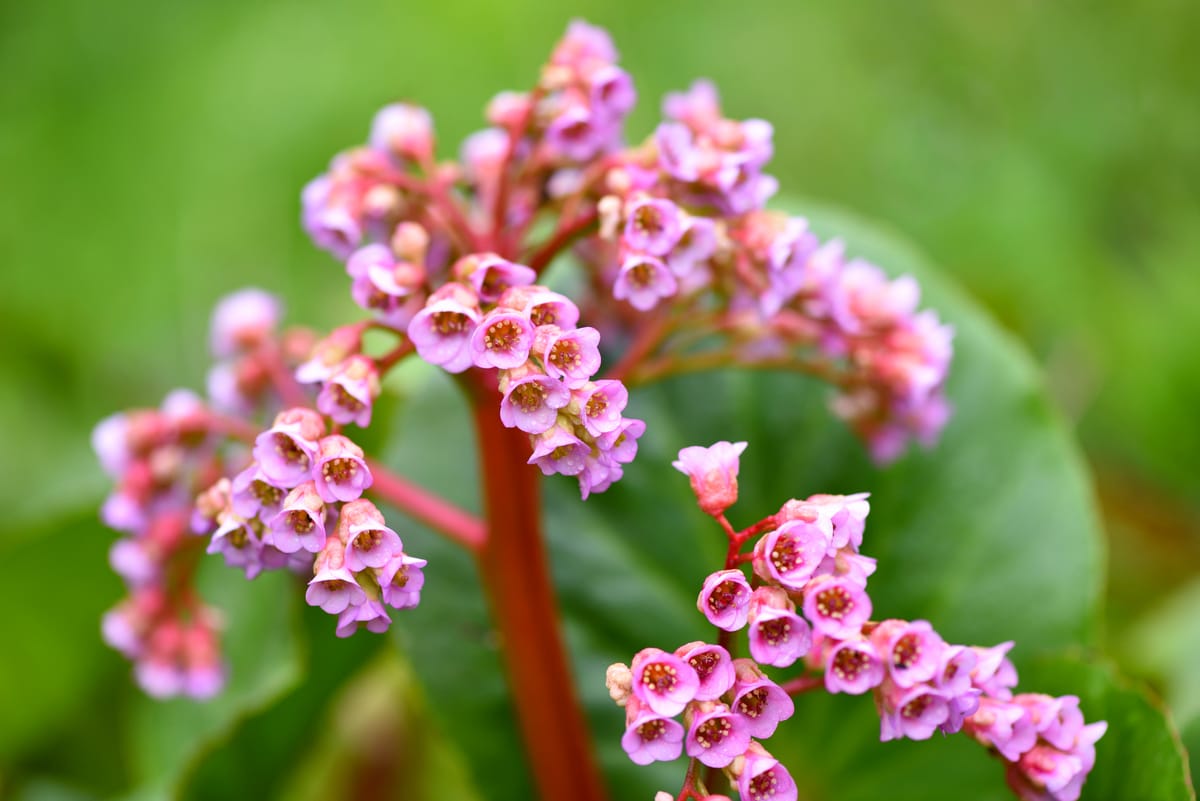 Bergenia-dans-le-jardin