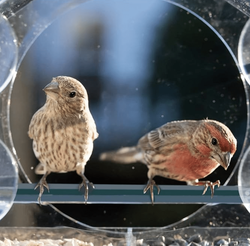 Une belle vue sur les oiseaux depuis l’intérieur