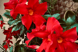 Dipladénia rouge en fleur