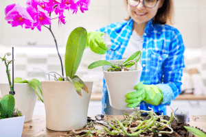 Femme prenant soin des orchidées