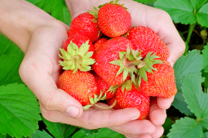 Fraises dans les mains.