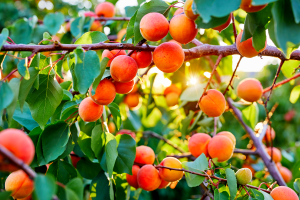 Des fruits d'abricoler 