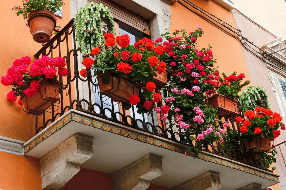 Géranium sur balcon