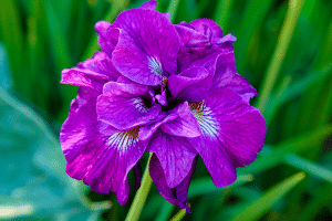 Iris en fleur