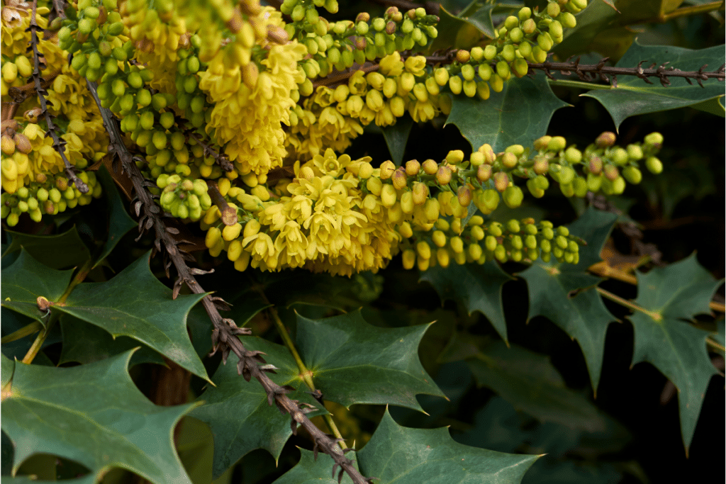 Mahonia