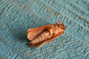Lutter contre les mites dans le dressing : nos conseils - Blog BUT