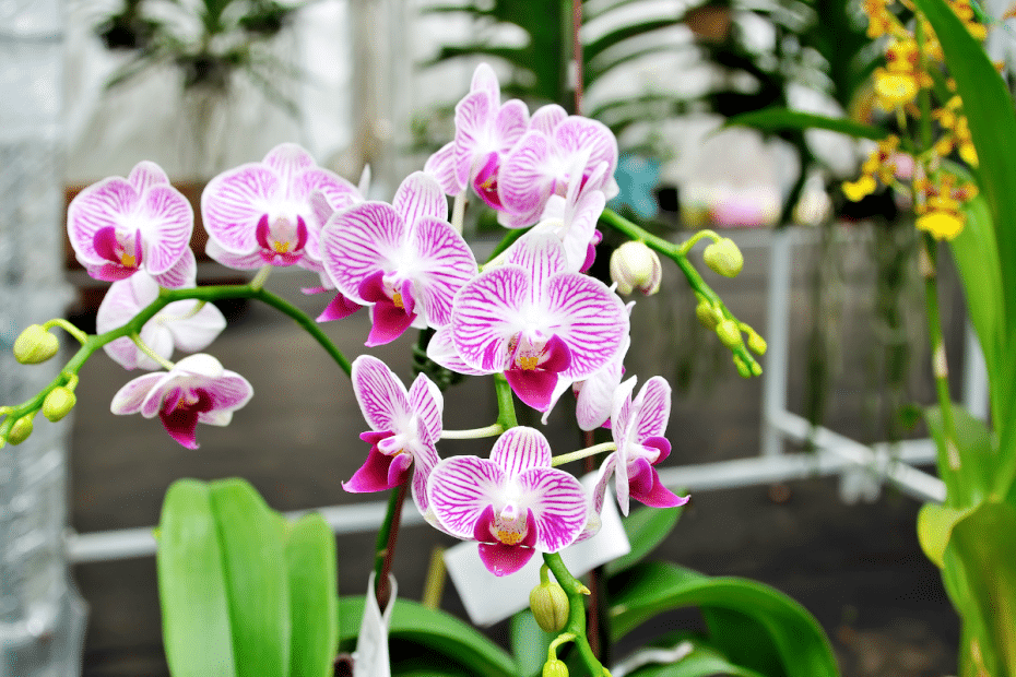 Orchidées en fleurs