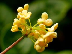 Osmanthus