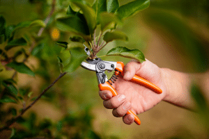 Taille d'arbre