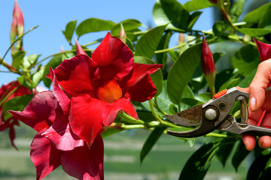 Taille de dipladenia