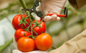 Tomates rouges