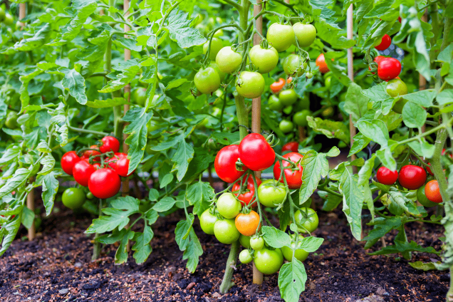 Tomates au jardin