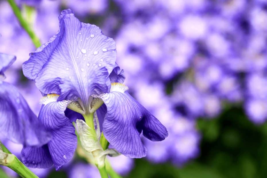 Une fleurs d'iris dans le jardin