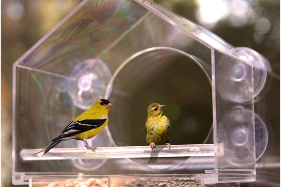 Des oiseaux depuis le salon