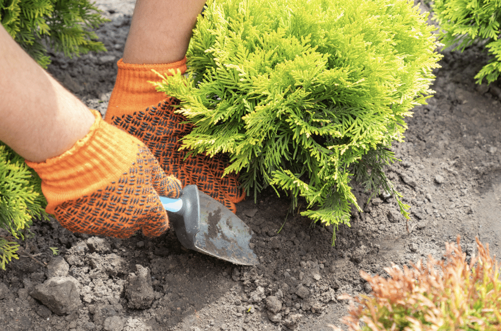 Transplantation d'un arbuste à l'automne : l'essentiel à connaître pour
