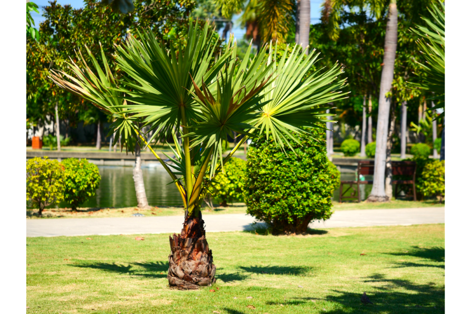 type de palmier