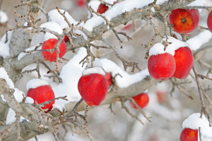 Pommier en hiver