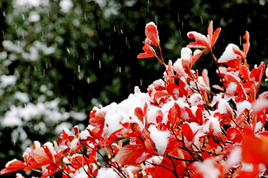 Azalées sous la neige