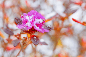 Azalées en hiver