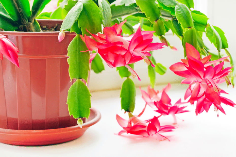 Des cactus de Noël en illimité : voici comment les bouturer et les ...