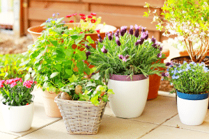 Des plantes en pot