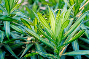 Dracaena