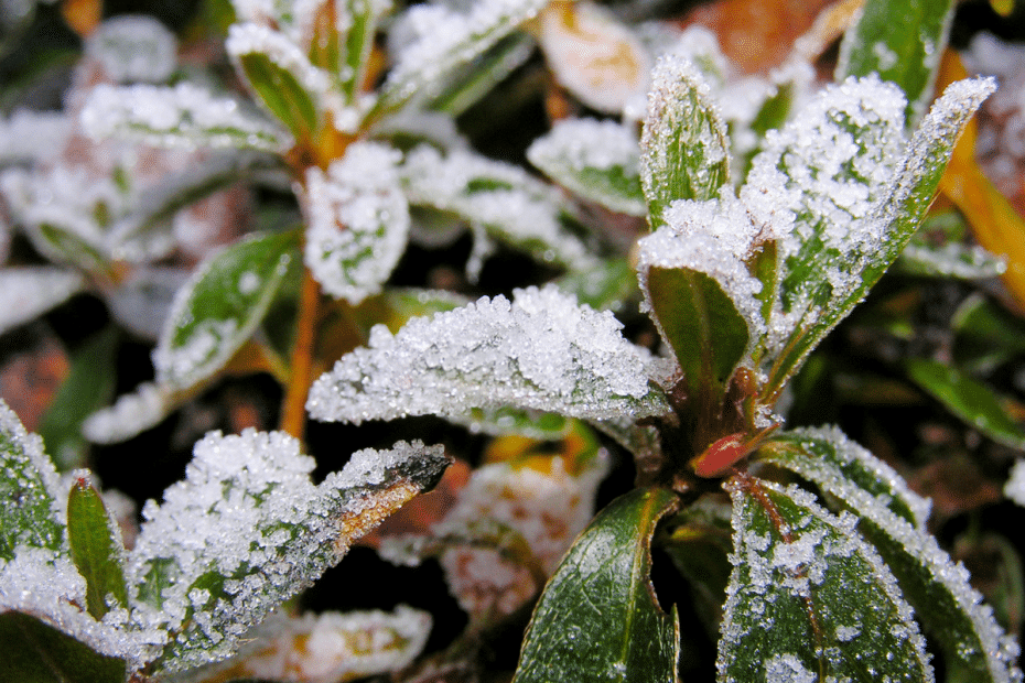 Feuilles et gel