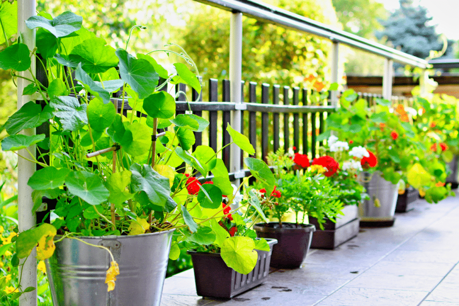 Fleurs sur terrasse