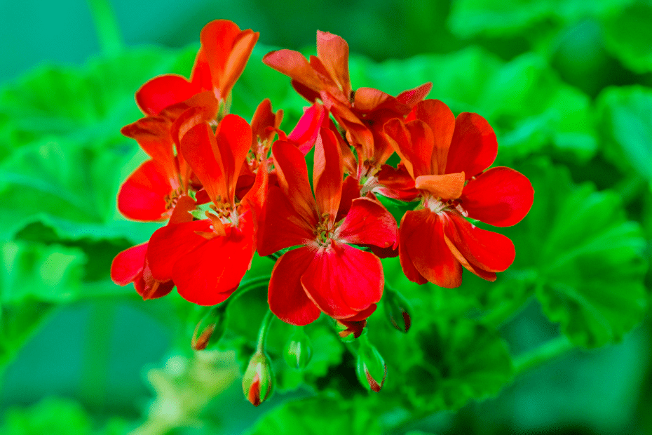 Géranium rouge