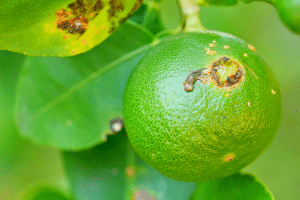 Maladie de citronnier