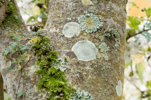Mousse et le lichen