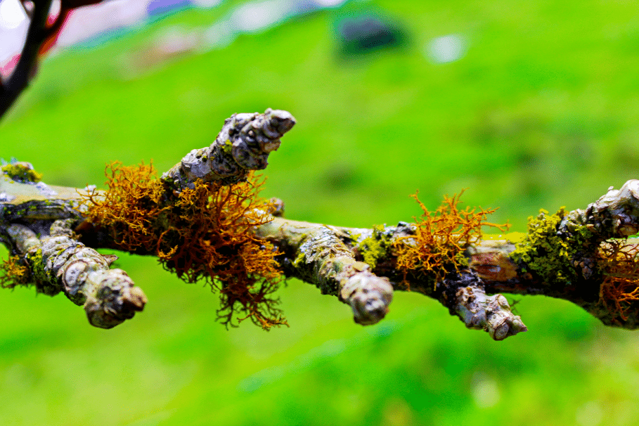Mousse et lichen